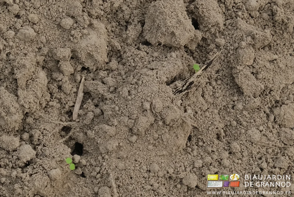 photo proche de 2 jeunes adventices développant les cotylédons