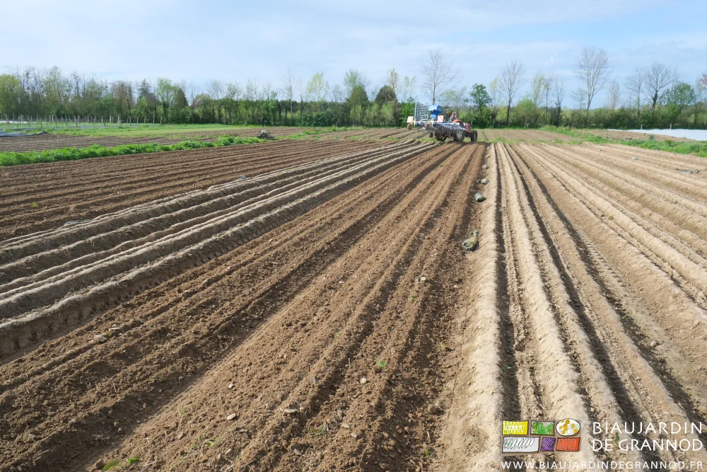 photo dans l'alignement des planches de pomme de terre binées et en attente