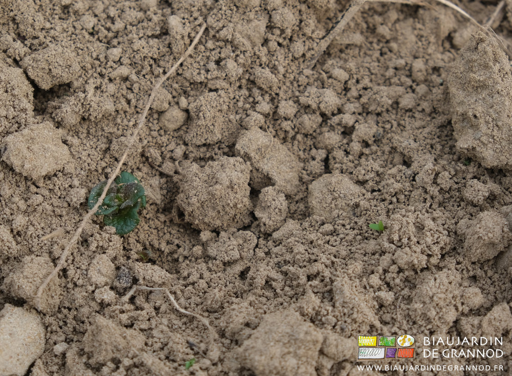 photo proche d'une adventice encore vivante à côté d'une pomme de terre sortie