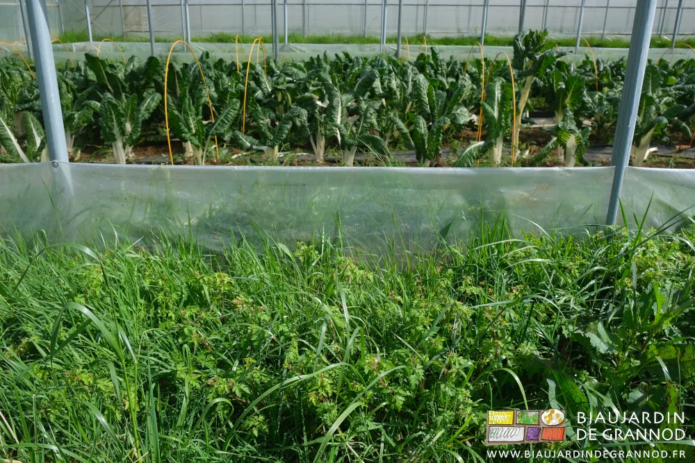 photo de Geranium robertanium se développant juste à l'extérieur d'un tunnel