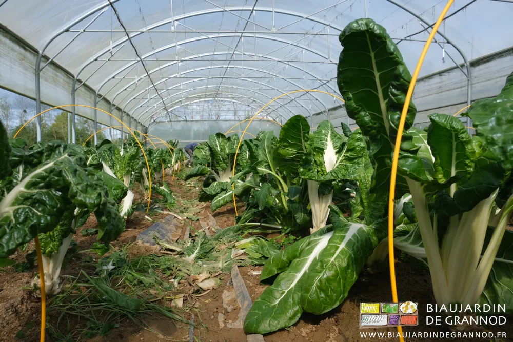 photo de bette en gros plant dans une planche en cours de récolte