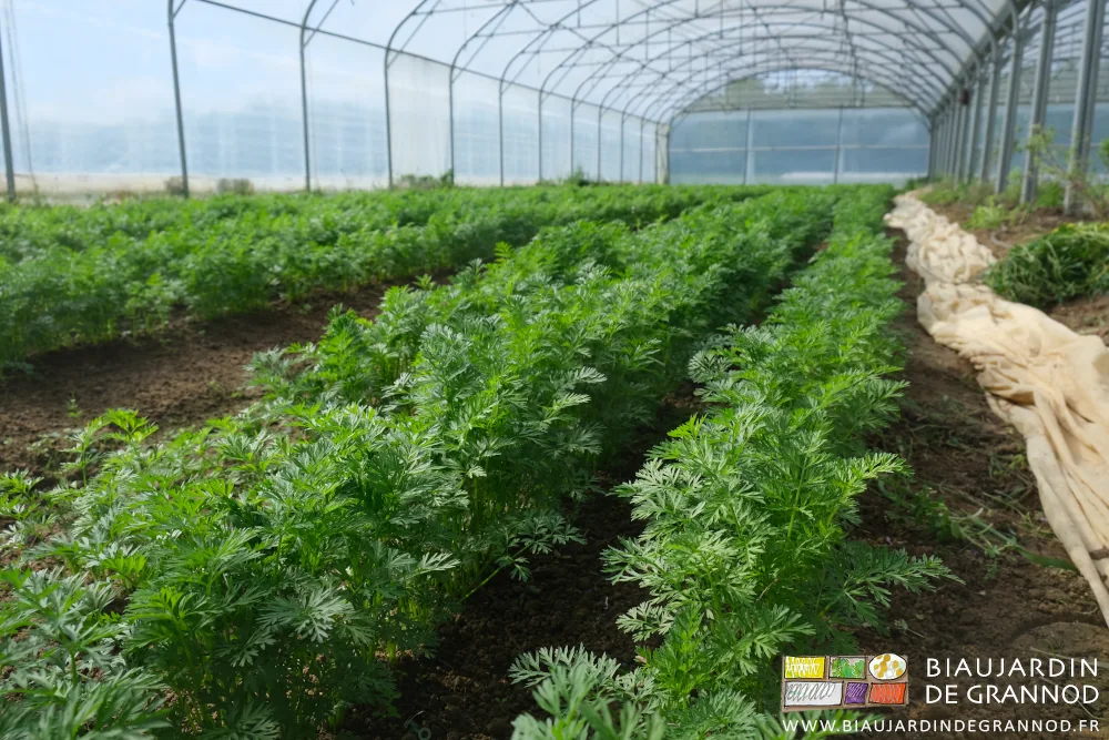 photo proche des fanes de carotte dans le tunnel pour les bottes