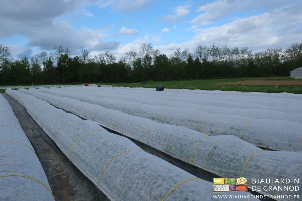 vue d'ensemble d'un carré entièrement protégé par des voiles thermiques