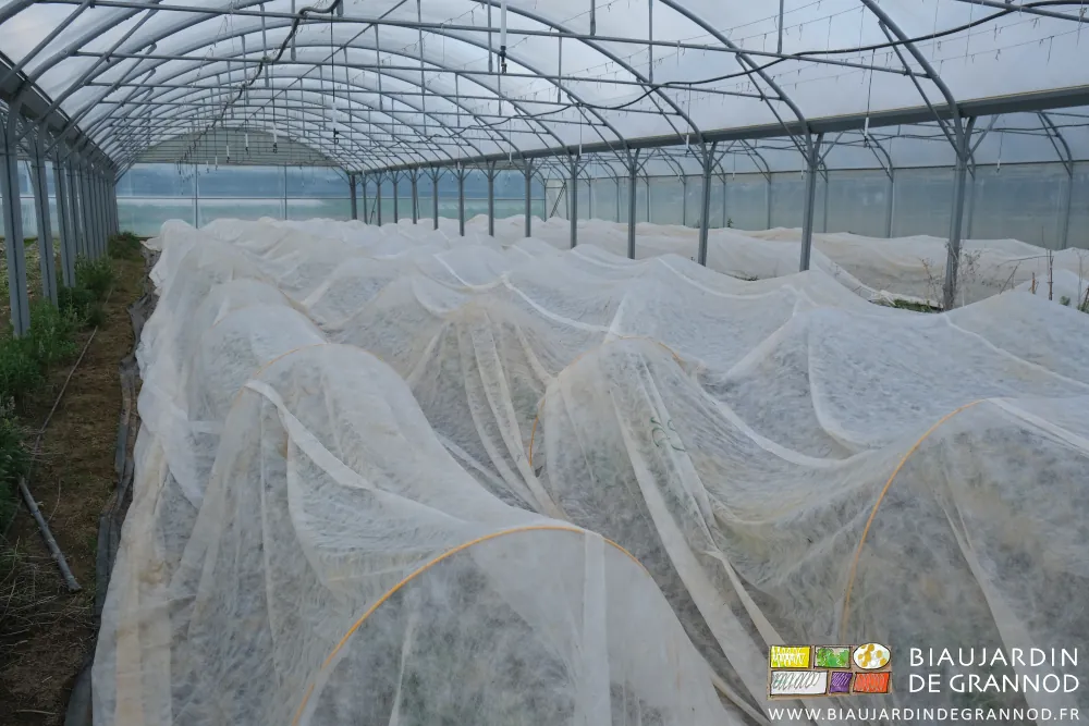 photo des 2 tunnels de courgette couvertes d'un voile posé sur les arceaux chenille