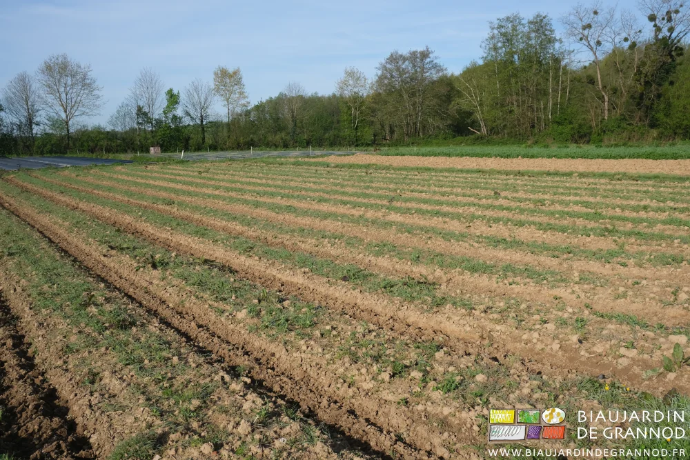 photo d'un carré d'engrais vert peu développé, allées binées, au fond notre bocage