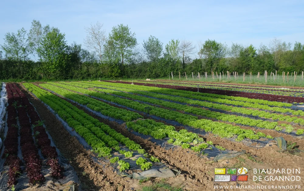 photo du carré des salades de toutes couleurs les allées fraîchement binées