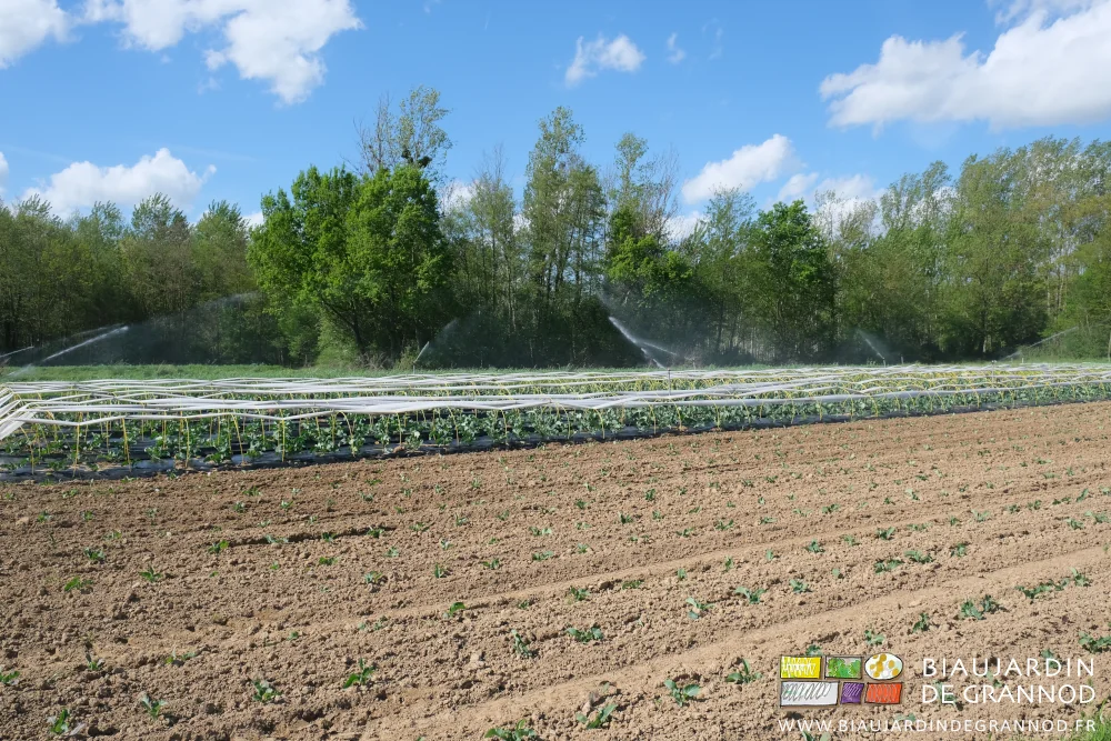 photo de l'aspersion en cours sur le chou fleur cultivé sous arceaux chenille