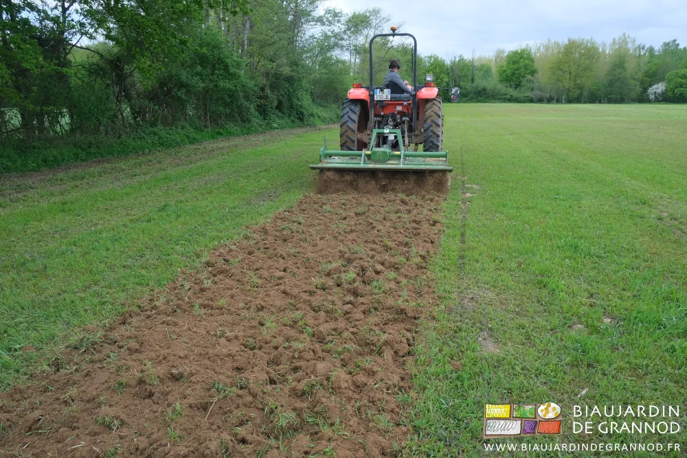 photo du début du travail de déchaumage de l'engrais vert au rotovator