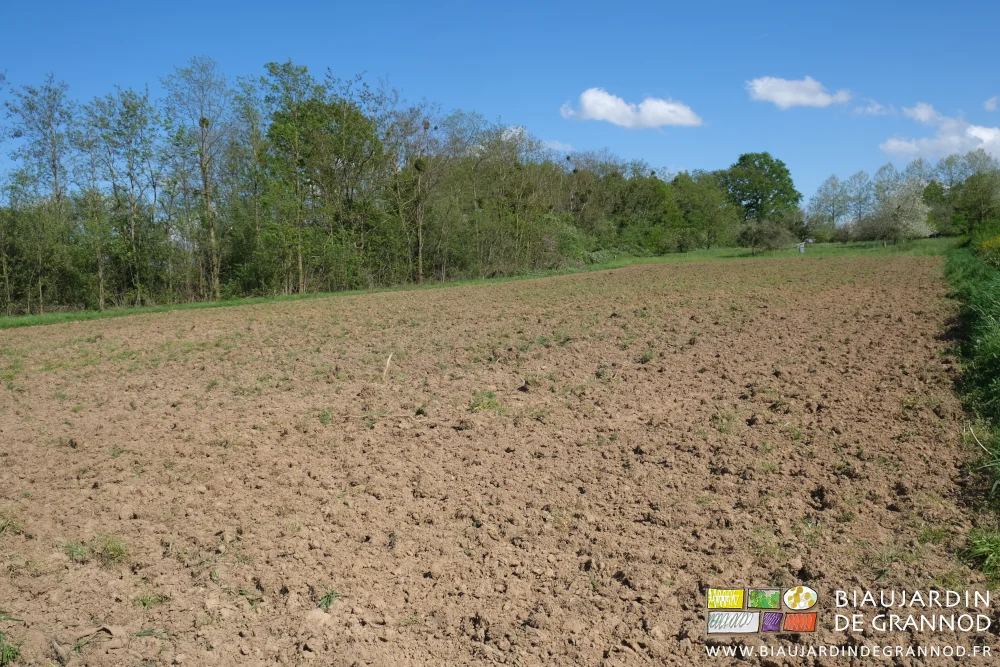 photo d'ensemble de la parcelle avec l'engrais vert en cours d'assimilation