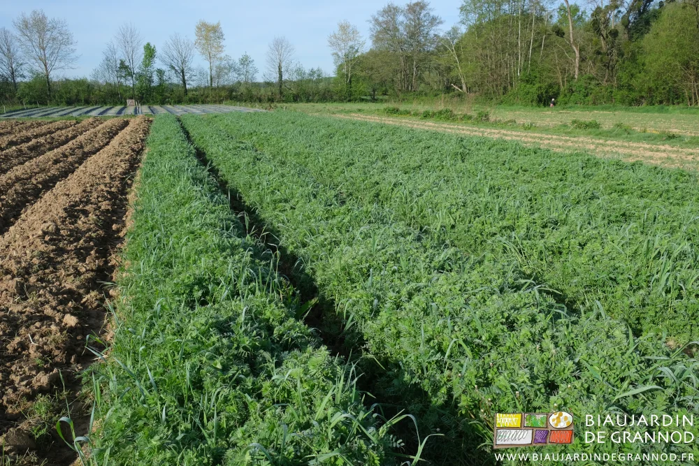 photo d'un carré de vesce arrivant au dessus du genoux