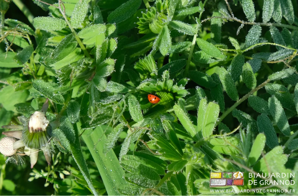 photo d'une coccinelle adulte dans un engrais vert de vesce hivernée