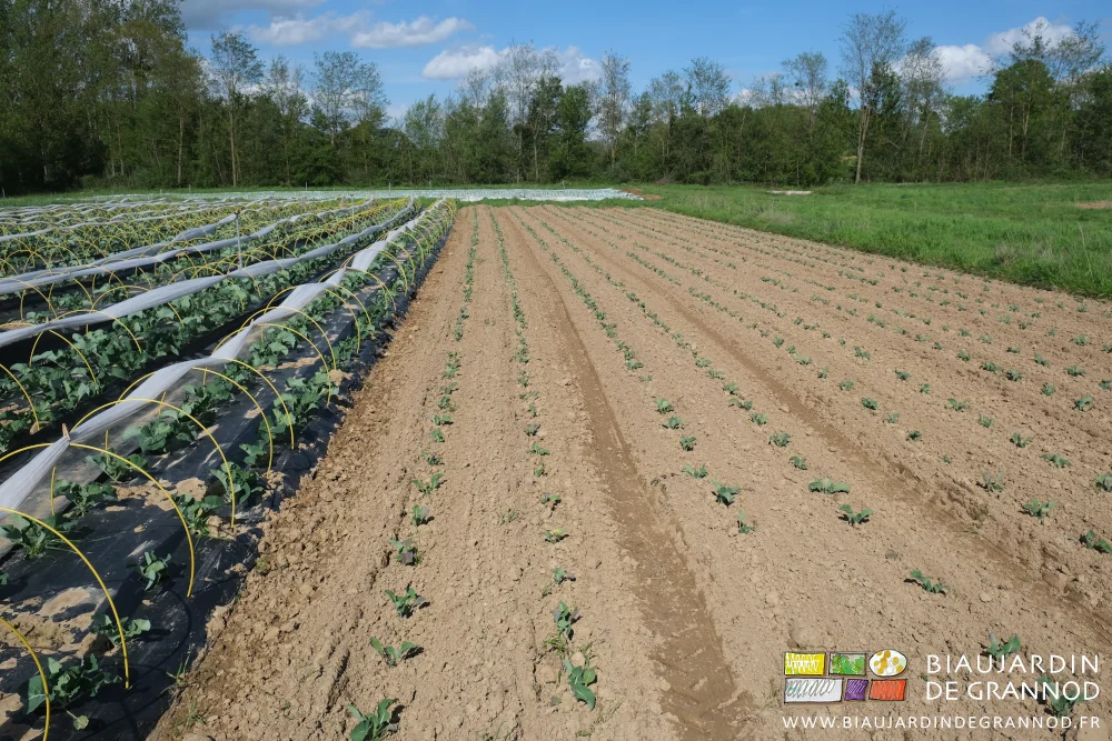 photo de l'alignement des choux-fleur en plein champ, à côté de ceux sous voile et arceaux chenille