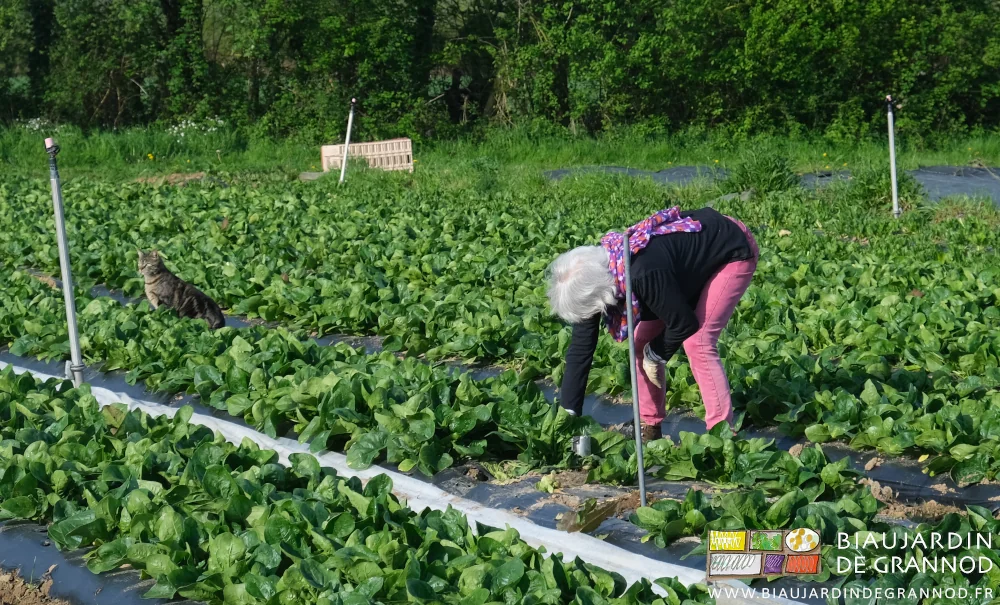 dans les épinards photo du vieux chat qui guette et de Françoise courbée sur les pièges
