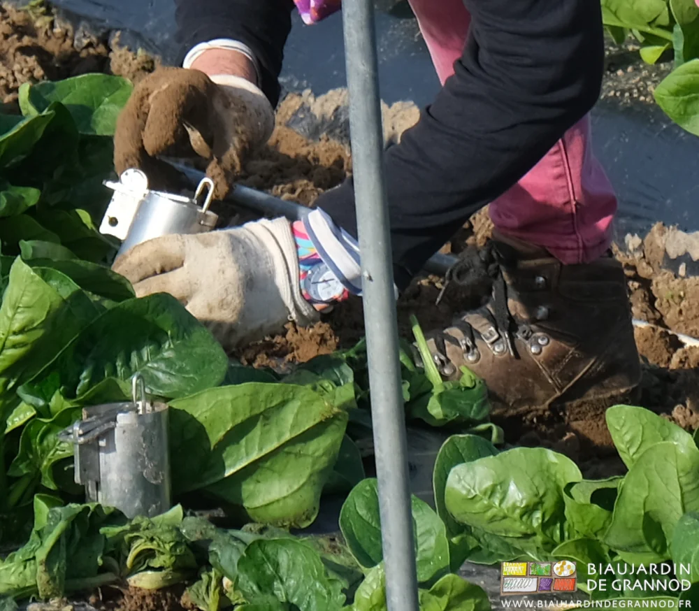 photo des mains gantées de Françoise armant un des pièges à guillotine