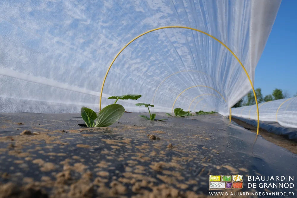 photo proche d'un plant de courgette sous ciel bleu et voile thermique posé sur arceaux chenille