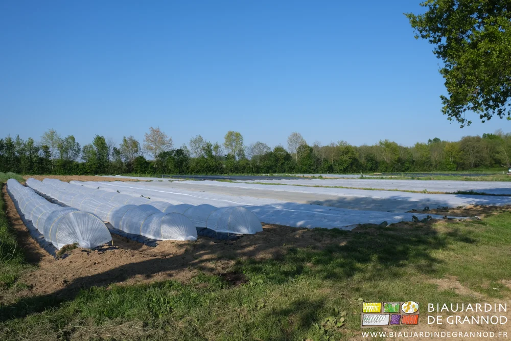Photo de carrés du jardin protégés de voiles thermiques au sol ou sur arceaux chenille