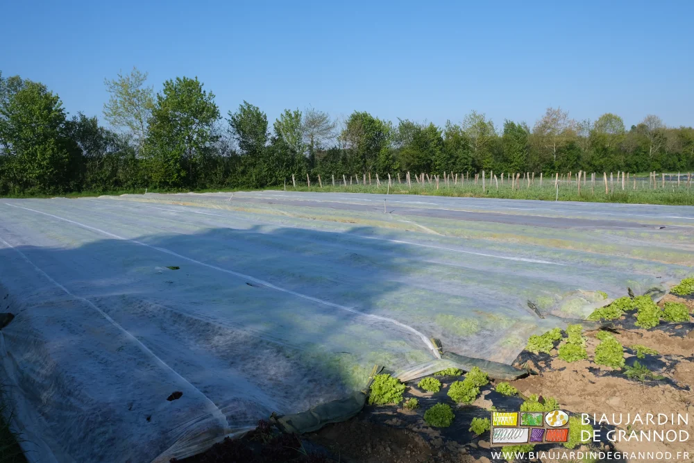photo du carré de salade toutes les planches couvertes d'un voile thermique blanc non tissé