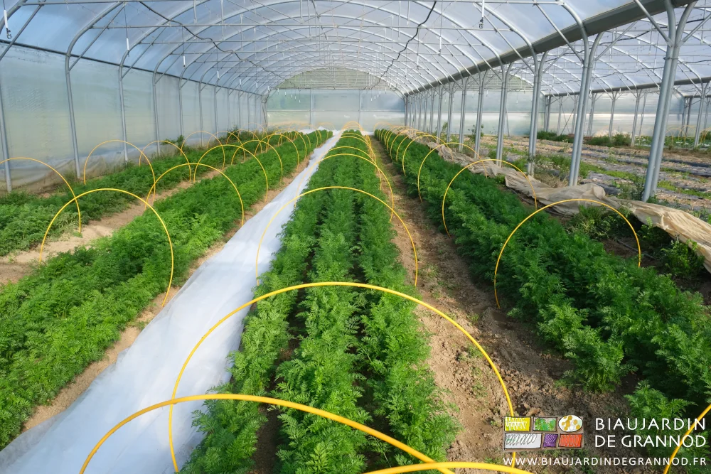 Photo des planches de carotte enjambées par les arceaux chenille voile enlevé pour aération