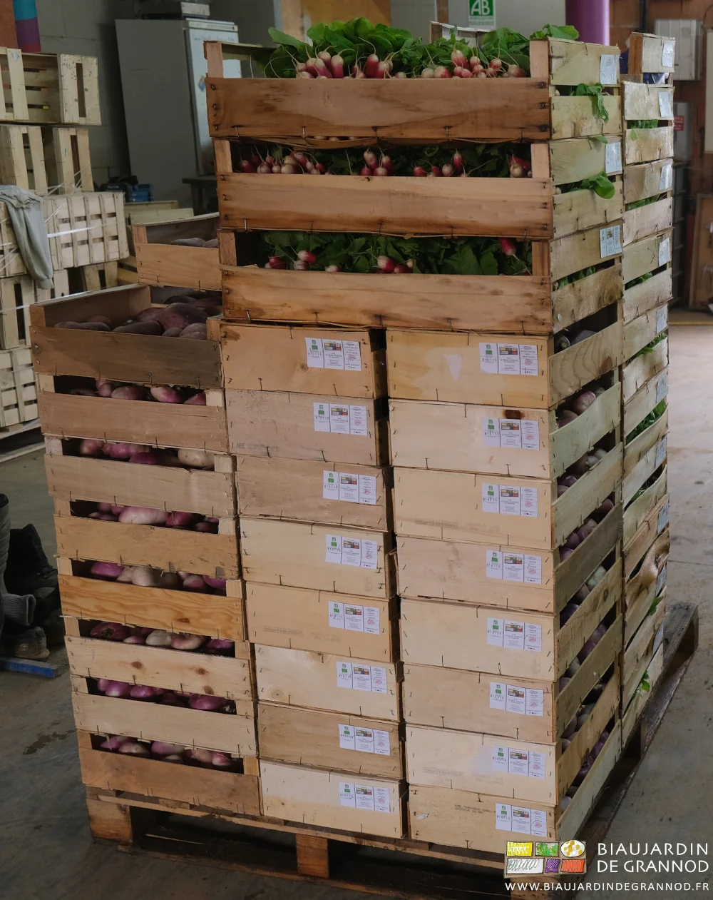 Photo d’une palette ce caisses de salade, navet avant chargement pour livraison