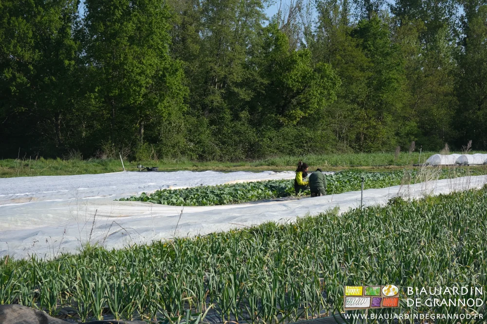 Deux biaux jardinières ont débâché une partie du carré de navet violet pour les botteler