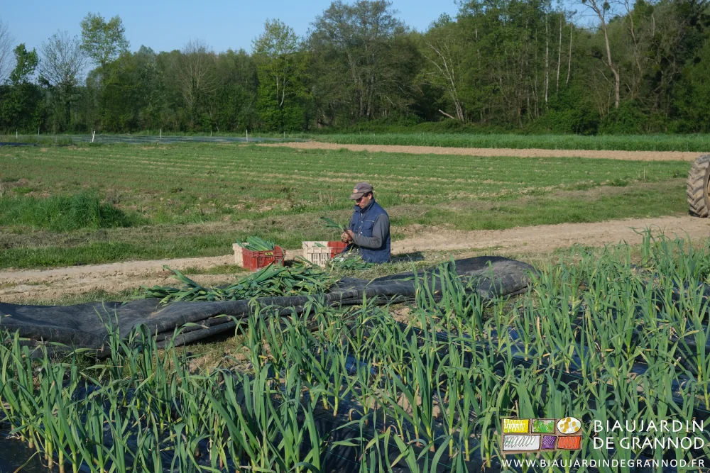 Photo de Vivien à genoux en bout de planche qui prépare l’ail nouveau qu’il vient de cueillir