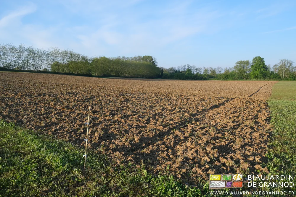 Photo sous ciel bleu de la douzaine de carrés déchaumés dans la parcelle des Sablons