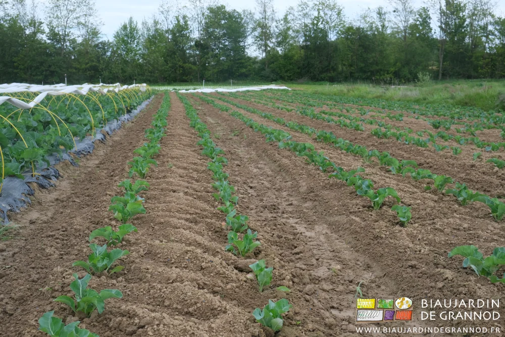 Photo en perspective des planches de chou-fleur sarclées perpendiculairement entre et sur les rangs