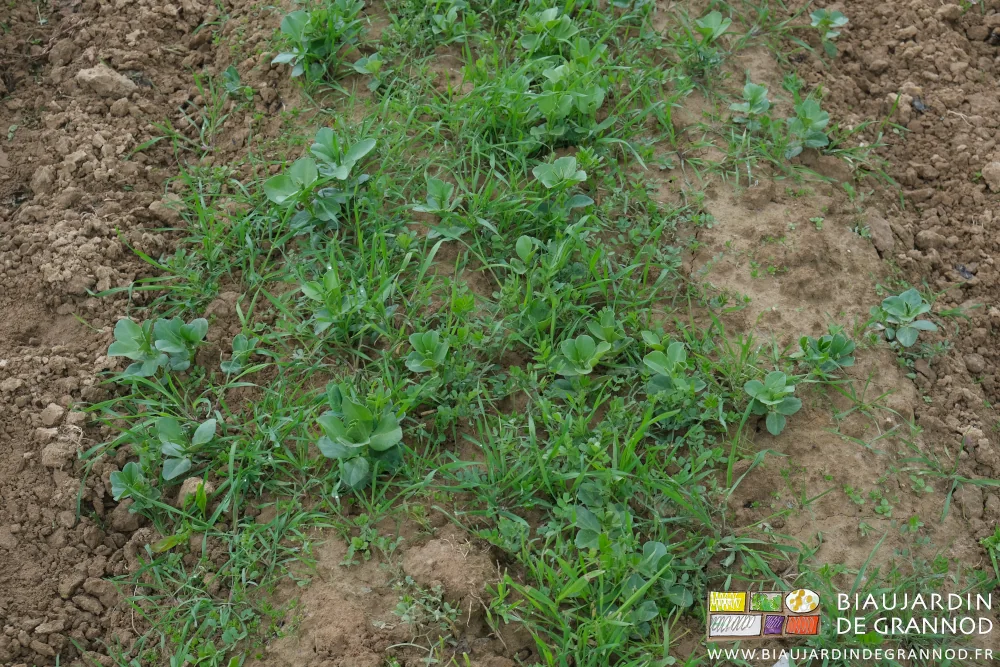 photo proche d'un mélange vesce, féverole et seigle qui couvre le sol