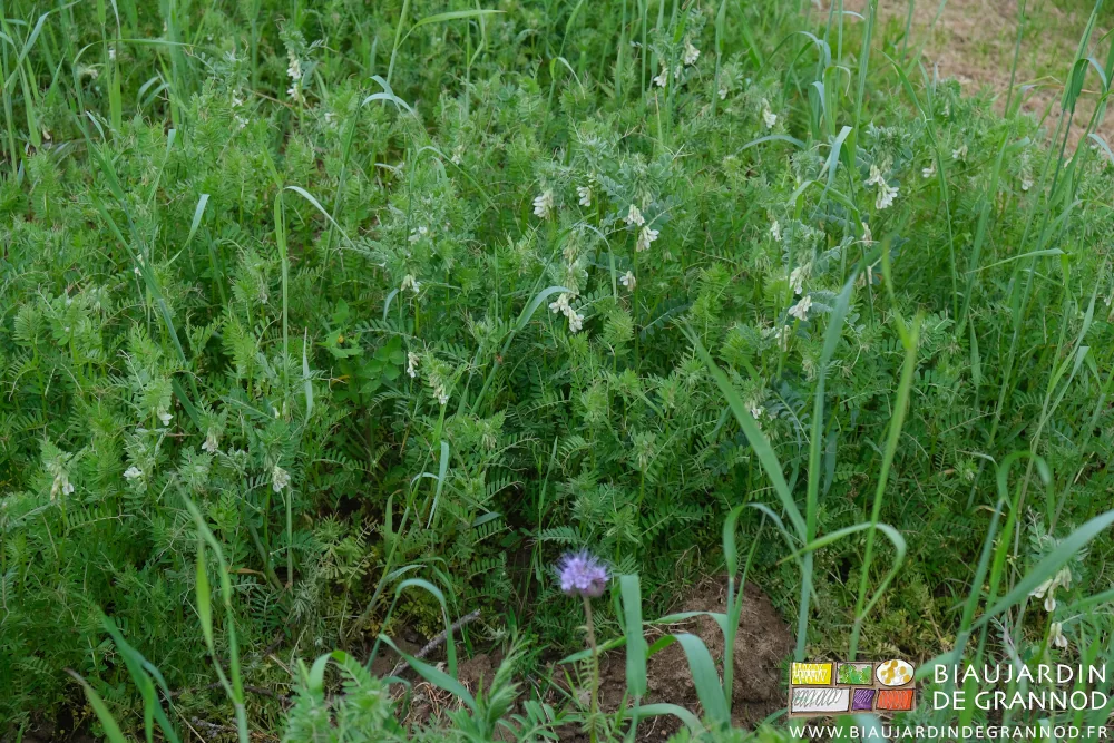 Photo de phacélie mauve et de vesce blanche en fleur
