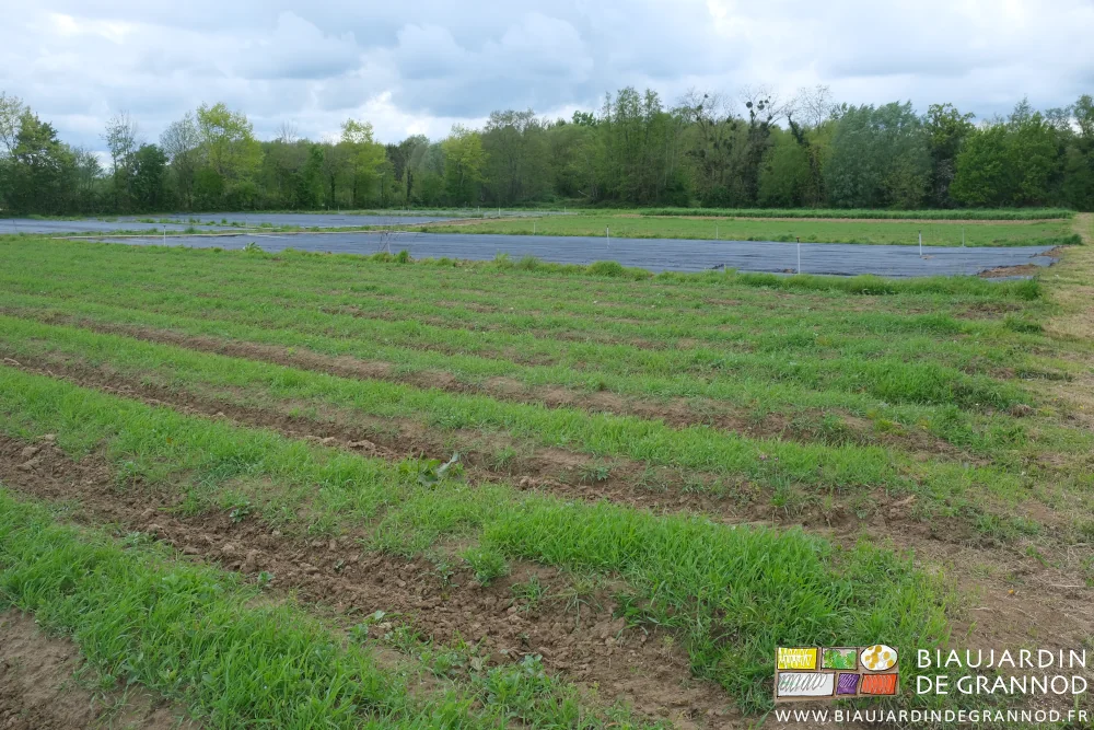 Photo lointaine de plusieurs carrés du jardin couverts en engrais vert et occultation