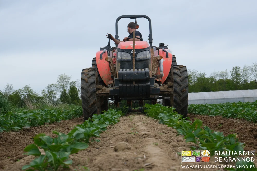 photo de Matthieu conduisant le tracteur dans les pommes de terre
