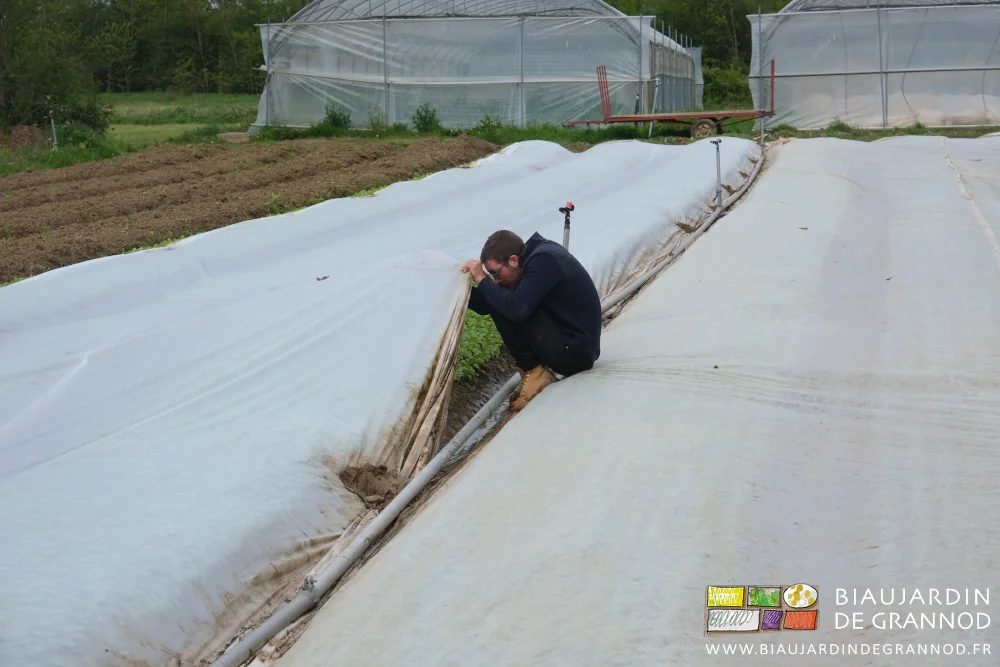 Photo de Matthieu accroupi soulevant un voile thermique pour observer les radis
