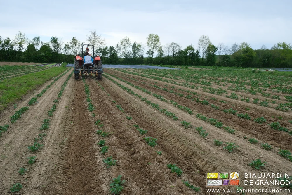 Photo d’ensemble du carré de pomme de terre en cours de binage à deux