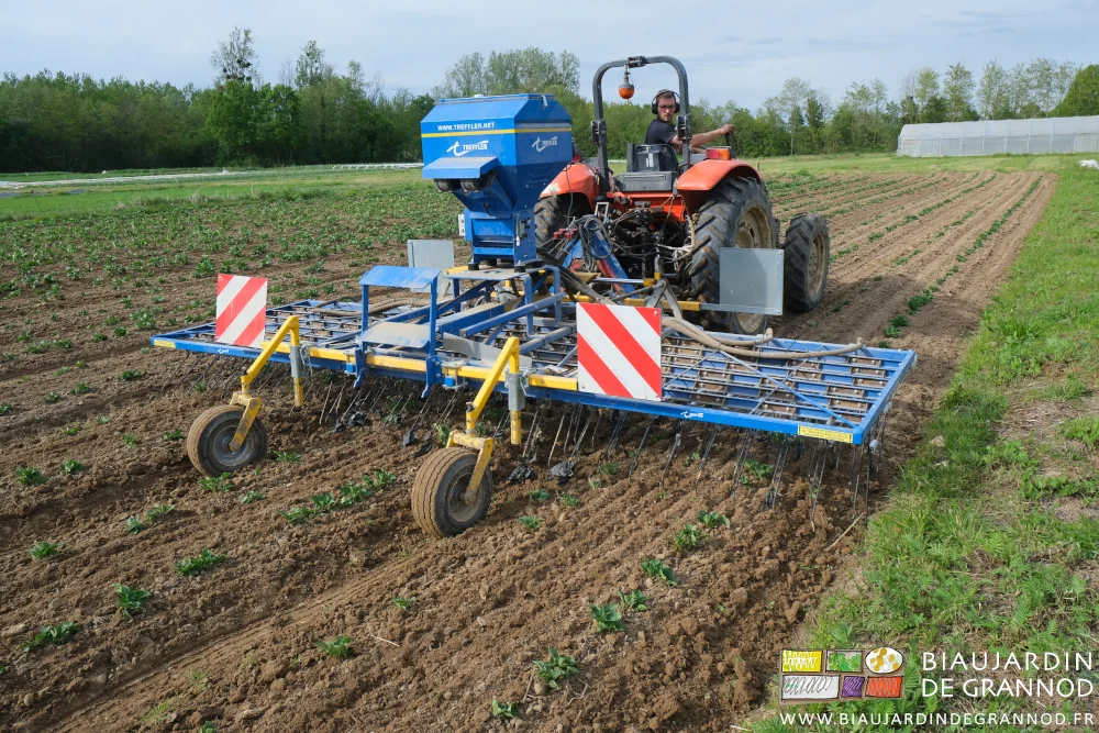 Photo des trois éléments de herse étrille travaillant trois planches en même temps