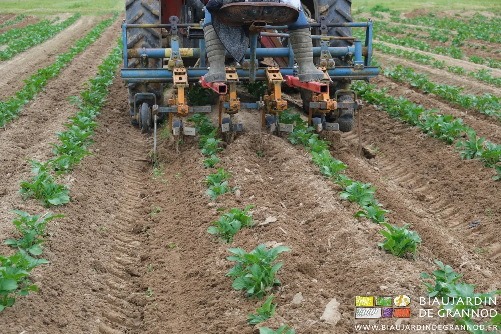 Photo proche du travail des dents de la bineuse entre les rangs de pomme de terre