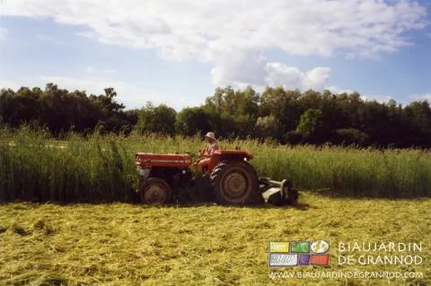photo de broyage de sorgho mûr avec le Massey dans les années 90