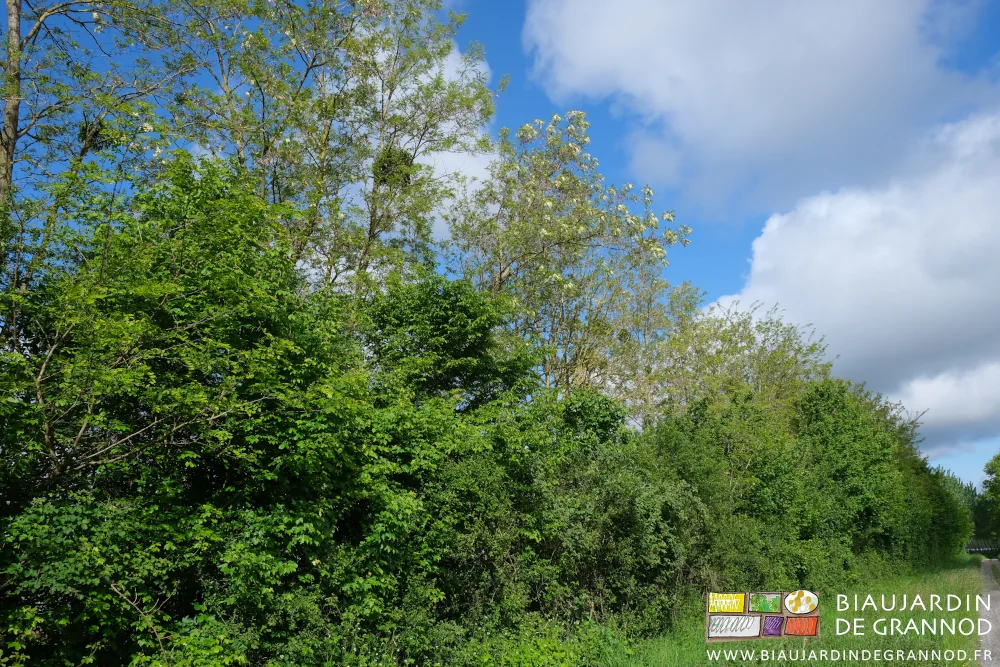 Photo d’une haie diversifiée doublée d’un rang d’acacia en fleurs blanches