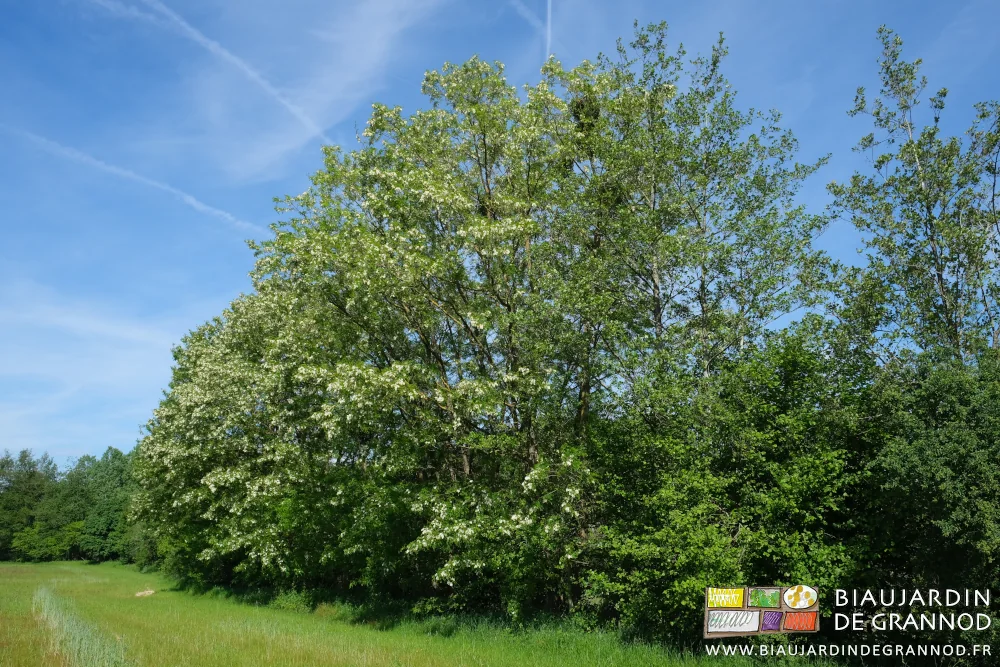 Photo de la blanche floraison des acacias dans une de nos haies bocagères