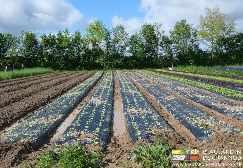 Photo des allées pleines de bouillasse entre planches de salades plantées