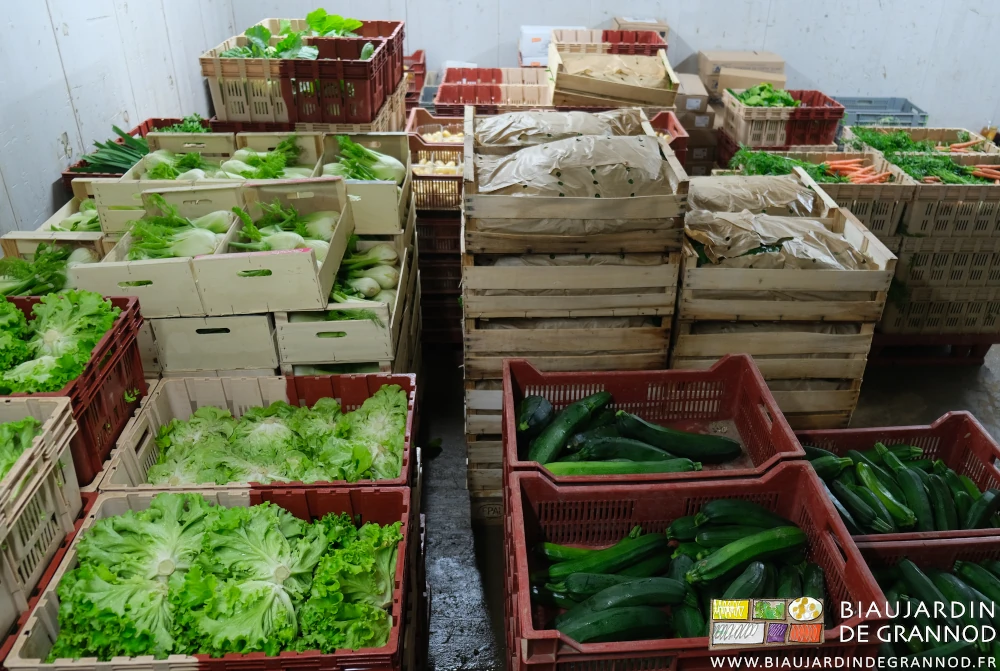Photo de plusieurs palettes de cagettes garnies de légumes au frigo avant leur livraison