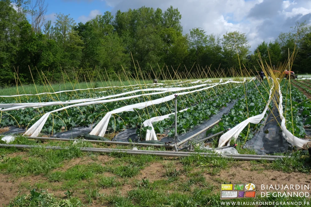 Photo des arceaux chenille en fibre redressés car en partie arrachés de terre
