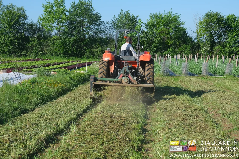 photo du broyage d'engrais vert avec Matthieu au tracteur