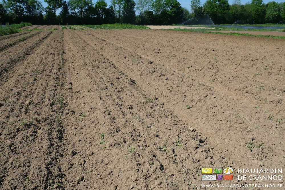 photo du mélange terre et engrais vert en surface des planches de culture