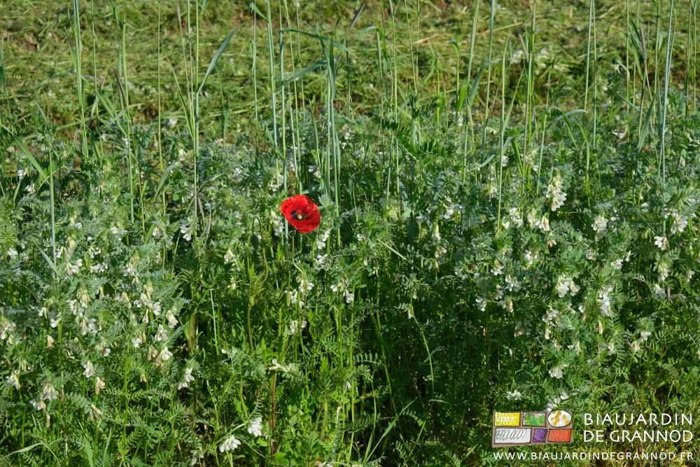 Photo d’engrais vert hiverné avec vesce et coquelicot en fleurs