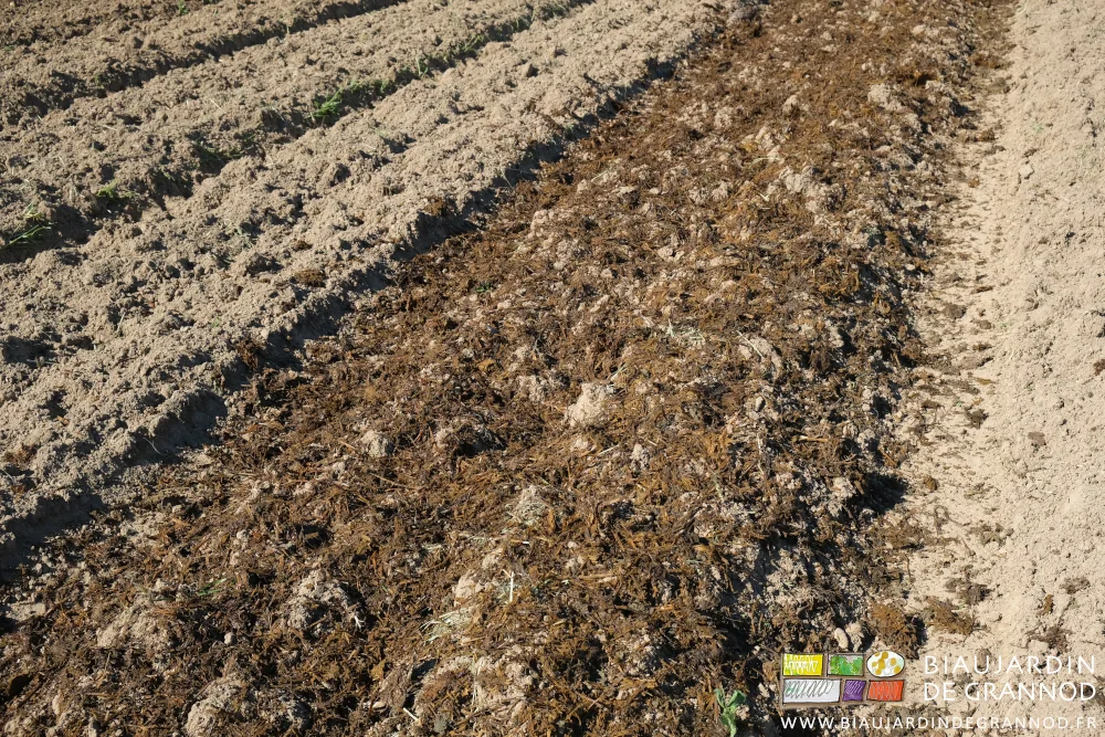 Photo proche de la planche du fumier finement broyé et régulièrement réparti sur la planche