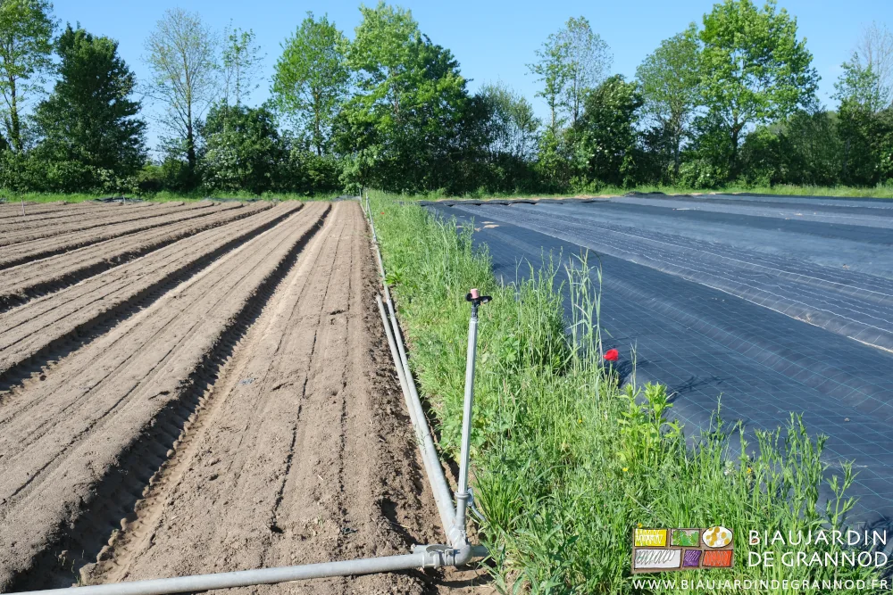 photo de bande fleurie entre carré de carottes levant et carré non semé encore occulté