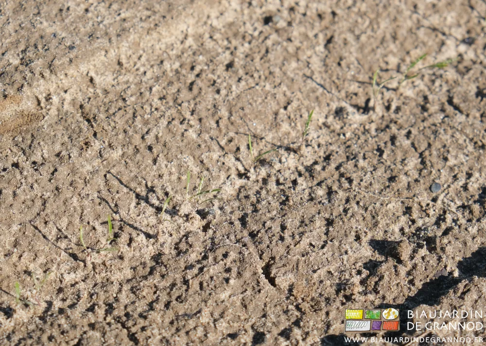 Photo proche de plantules de carottes sorties de terre