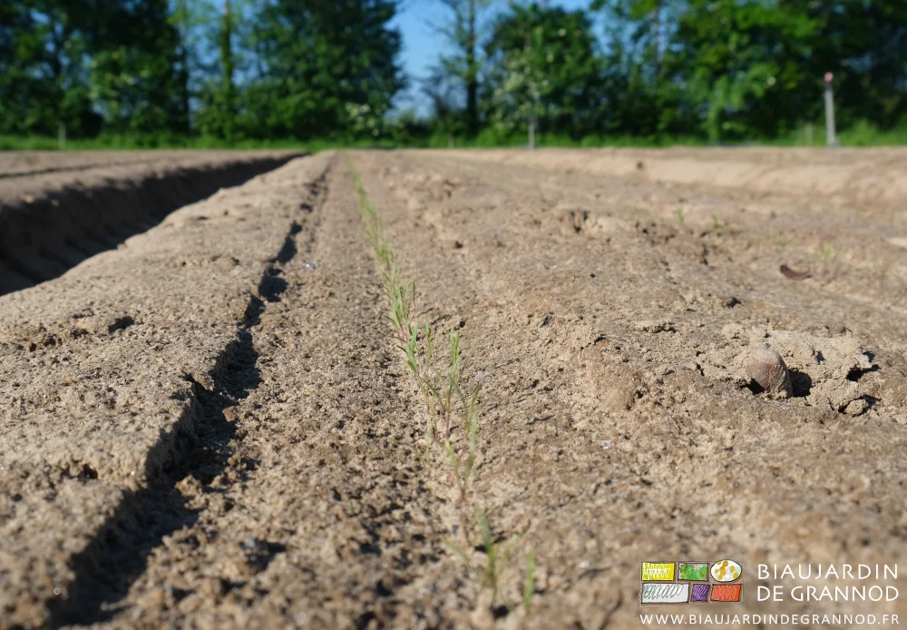 Photo proche en perspective d’un rang de carottes levées sans adventices