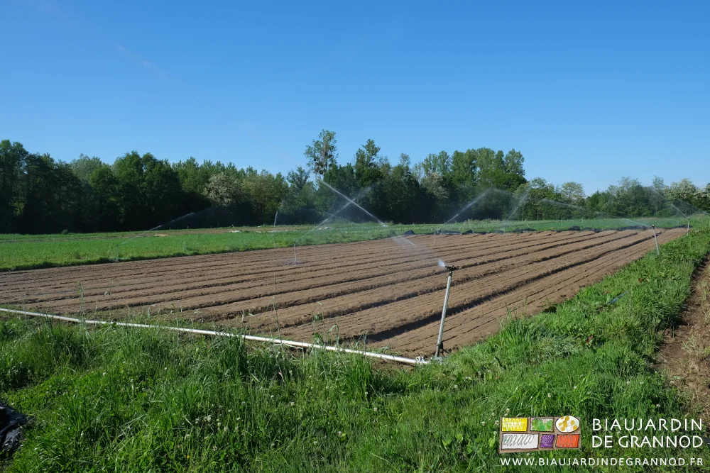 Photo sous ciel bleu de l’arrosage rapide du carré de panais