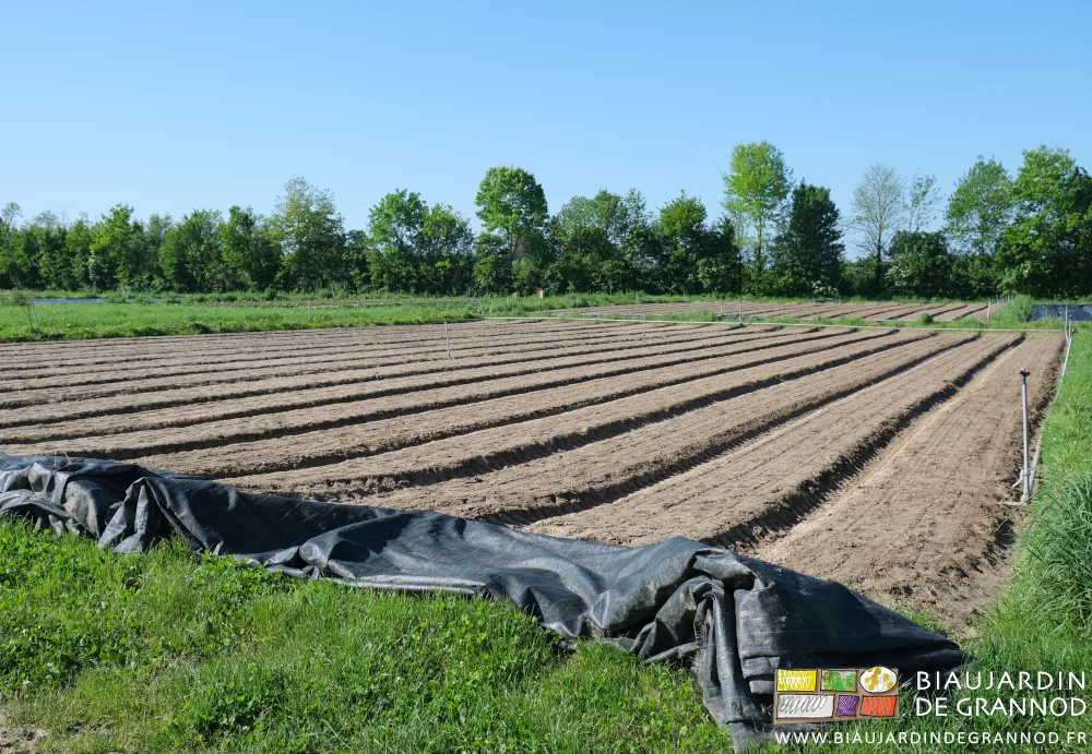 Photo des carrés aux planches semées dont les toiles d’occultation sont pliées au bout